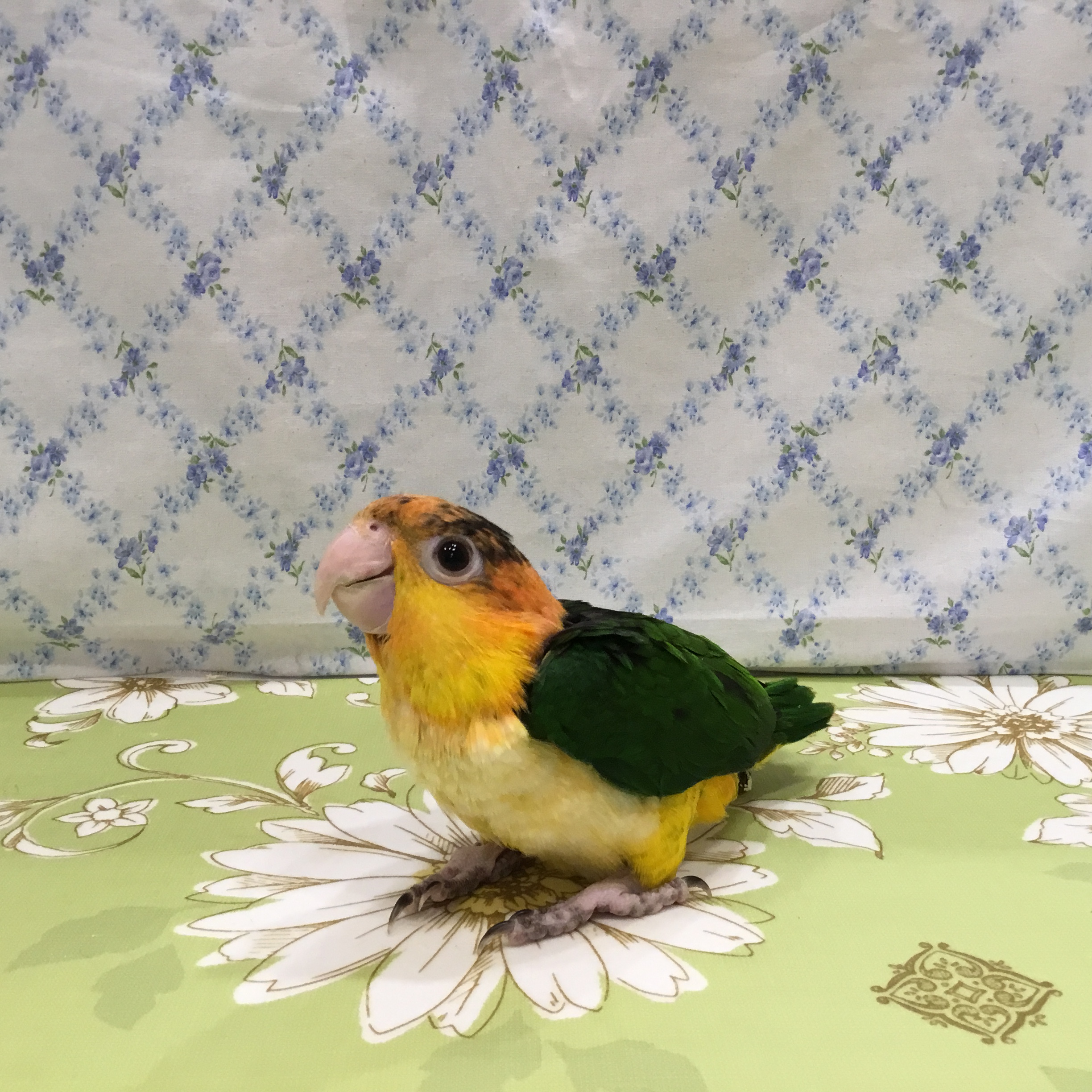 プチコパン シロハラインコ