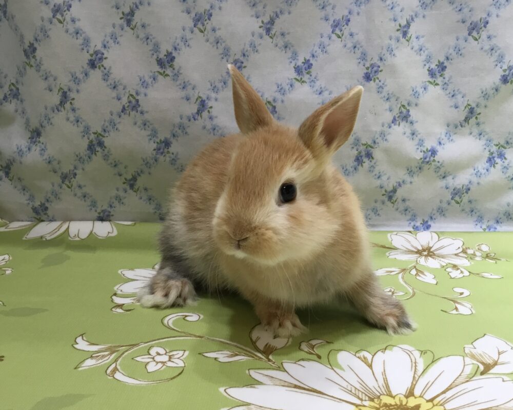 プチコパン 小動物さんを探す